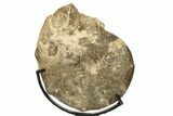 Cretaceous Ammonite (Mammites) Fossil with Metal Stand - Morocco #274601-1